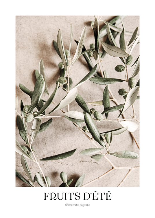  – Fotografi av gröna oliver på olivkvistar, mot en stenbakgrund i beige