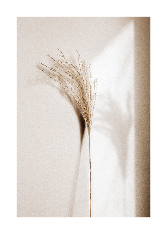  – Fotografi av vass i beige med sin skugga bredvid, vilande på en ljus vägg