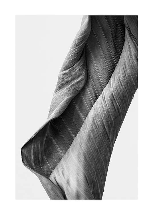  – Svartvitt fotografi av ett krökt blad med ränder i