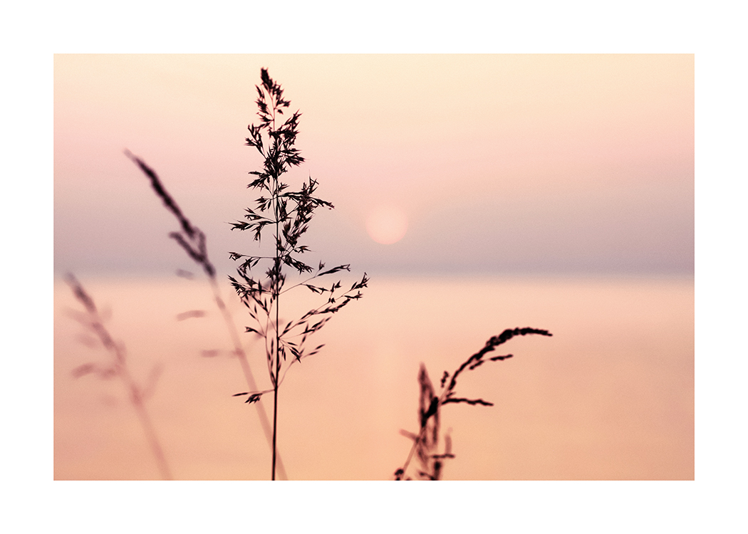  – Fotografi av en lila och rosa solnedgång med gräs i förgrunden
