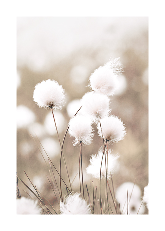  – Fotografi av bomullsgräs med vita blommor, mot en suddig, beige bakgrund