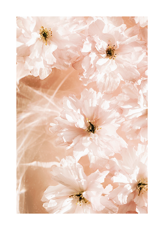  – Fotografi av en bunt blommor med ljusrosa kronblad som flyter i vatten