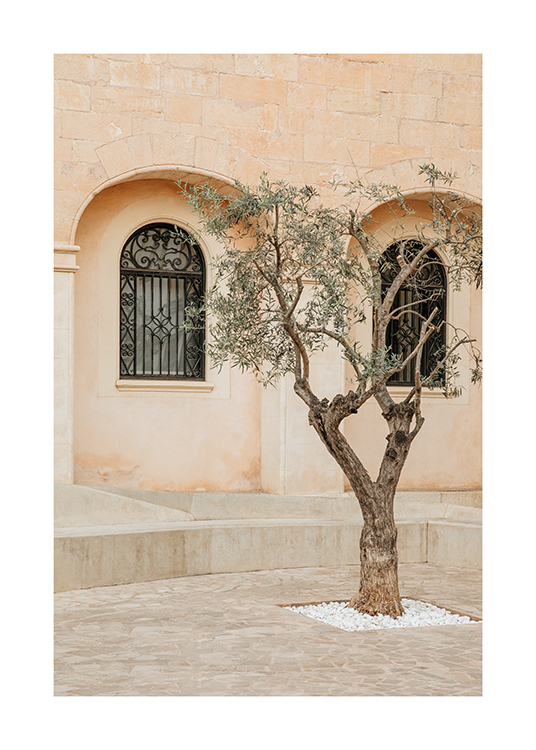  – Fotografi av ett olivträd på en gata på Mallorca, Spanien