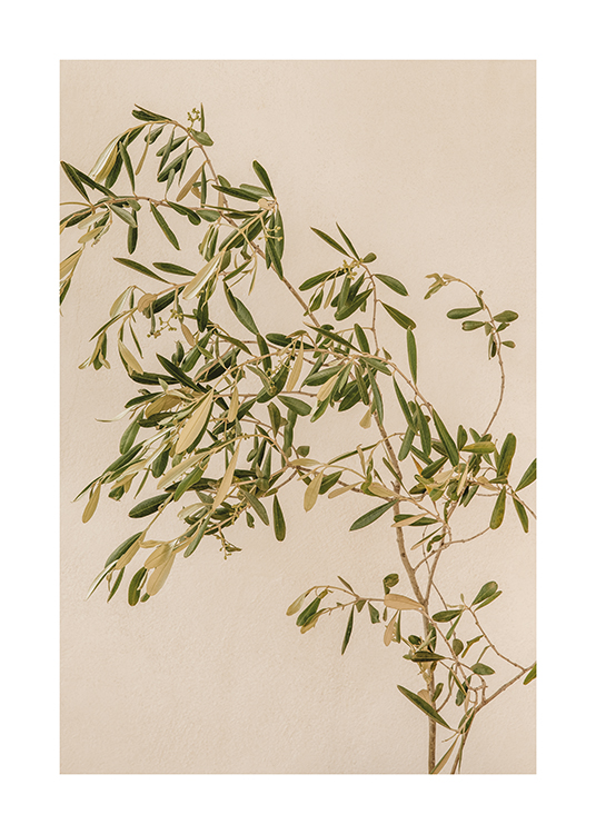  – Fotografi av olivkvistar mot en beige bakgrund