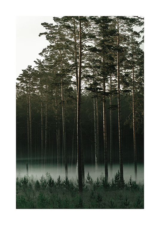  – Fotografi av en tallskog med dimma mellan träden