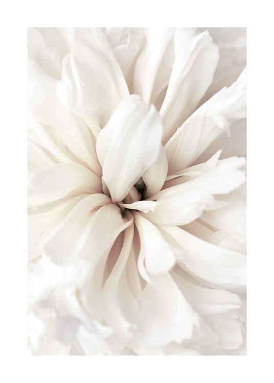  – Fotografi med närbild av en blomma med vita kronblad