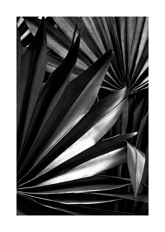  – Svartvitt fotografi av blanka, veckade palmblad