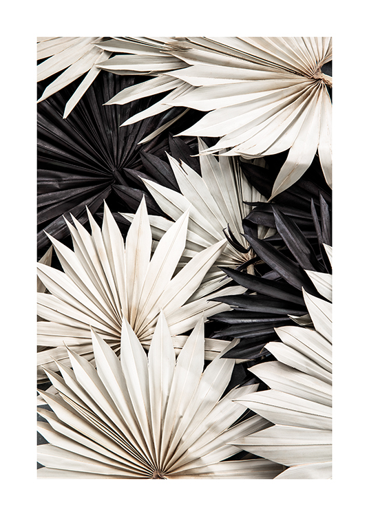  – Fotografi av svartvita veckade palmblad som ligger ovanpå varandra