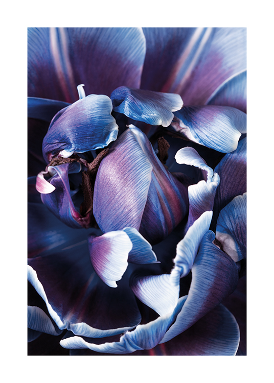  – Fotografi med närbild av en lila och blå blomma