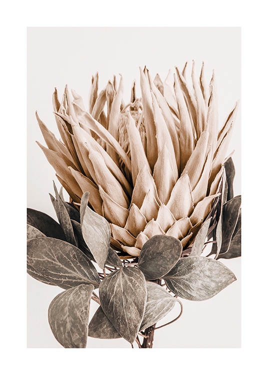  – Fotografi av en protea med beige kronblad och grågröna blad, mot en ljusare bakgrund