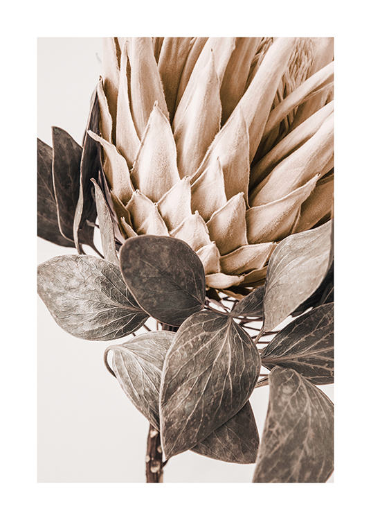  – Fotografi med närbild av en beige protea med blad i grågrönt, mot en ljus bakgrund