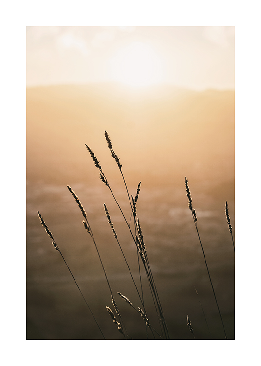  – Fotografi av en solnedgång med gräs i förgrunden mot en suddig bakgrund
