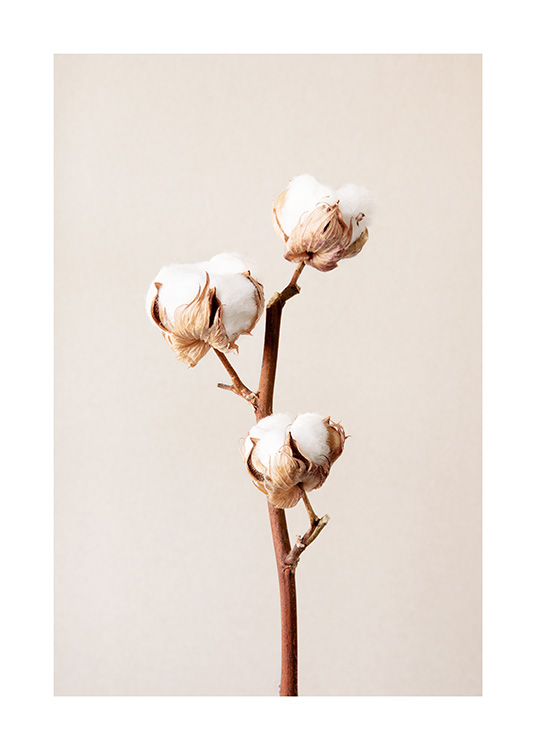  – Fotografi av tre vita bomullsblommor på en kvist mot en bakgrund i beige