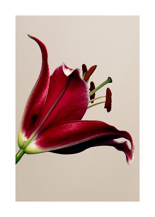  – Fotografi av en liljeblomma med röda kronblad och gröna detaljer, mot en bakgrund i beige