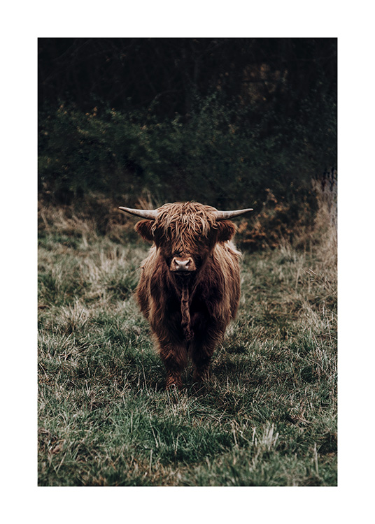  – Fotografi av en Highland-ko med brun päls som står på en äng med grönt gräs