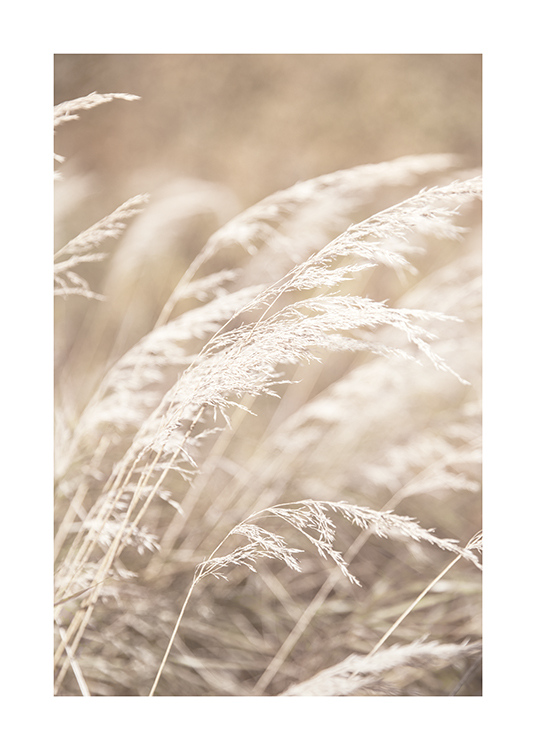 – Ett fotografi av torkat, ljust gräs på ett beige gräsfält