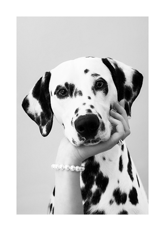 – Svartvitt fotografi av en dalmatiner och en hand under dess haka