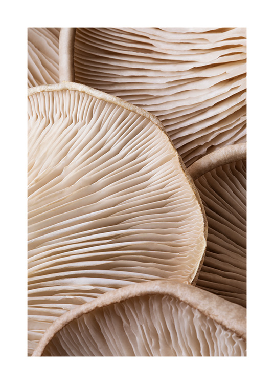 – En närbild på bruna svampar underifrån