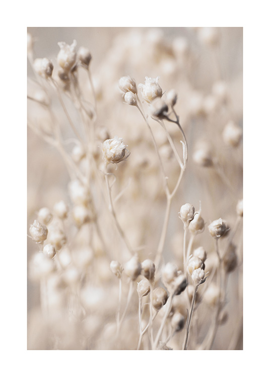 – En poster med små blomknoppar i naturen. Postern har en lugnande beige färg.