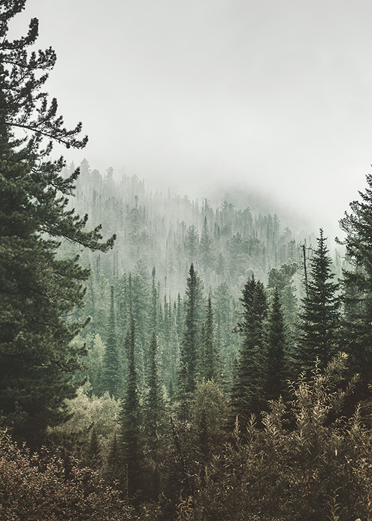 – En poster av en djup skog. Ovanför trädtopparna kan du se dimman