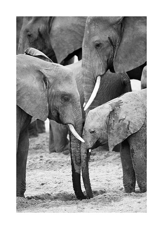 – Fotografi av elefanter i svartvitt