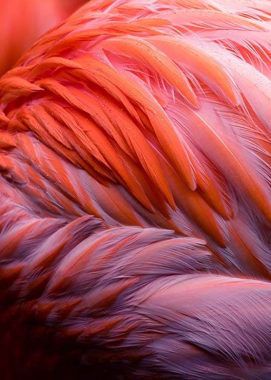 Flamingo Feathers Poster / Fotokonst hos Desenio AB (2035)