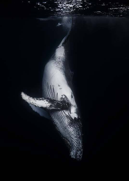 Whale 1 Poster / Fotokonst hos Desenio AB (2082)