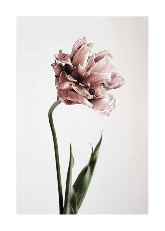Pink Tulipe No1 Poster / Fotokonst hos Desenio AB (2119)