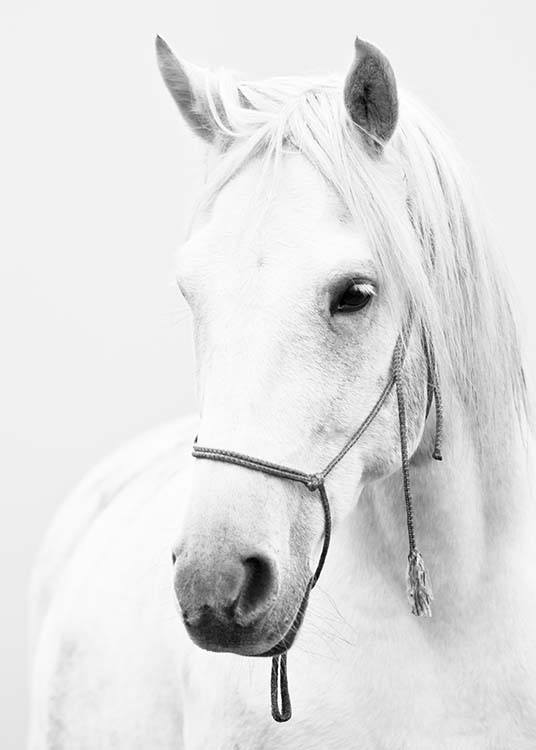 White Horse Poster / Djur hos Desenio AB (2218)