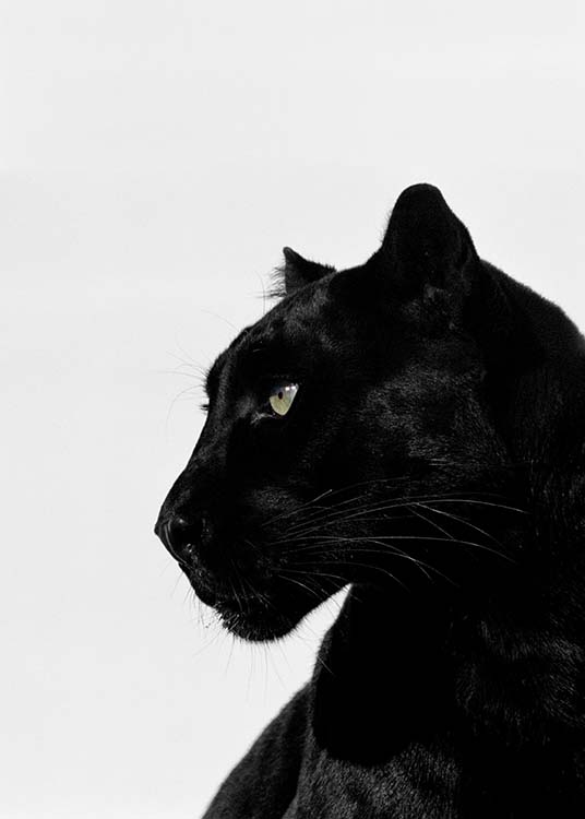 Black Panther Poster / Fotokonst hos Desenio AB (2273)