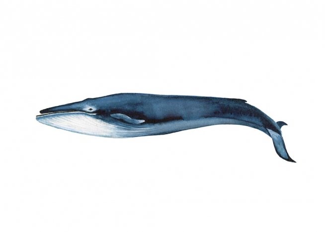 Blue Whale Poster