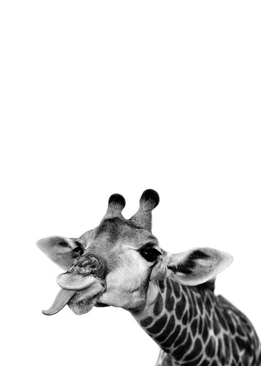 – Svartvitt fotografi av en knasig giraff som räcker ut tungan