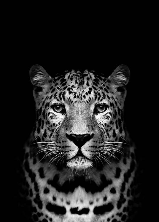 Leopard B&W Poster / Svartvita hos Desenio AB (2912)