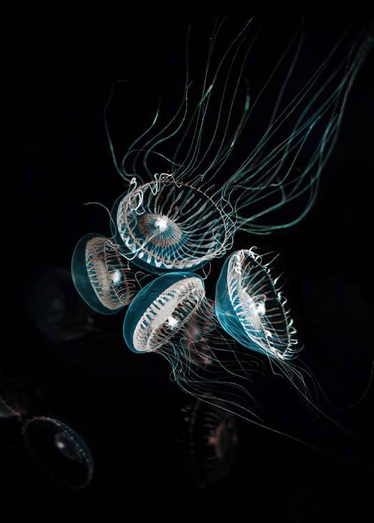 Crystal Jelly Poster