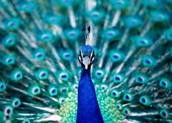 Peacock Close Up Poster