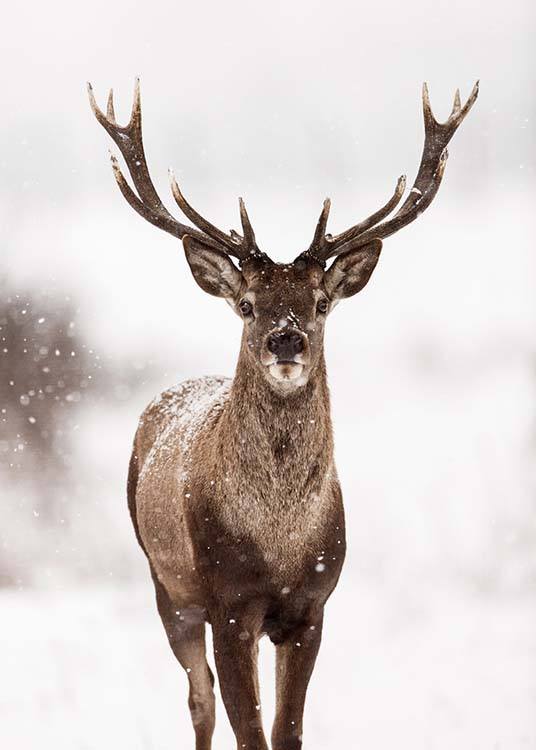  – Fotografi av en hjort omgiven av snö och ett vinterlandskap