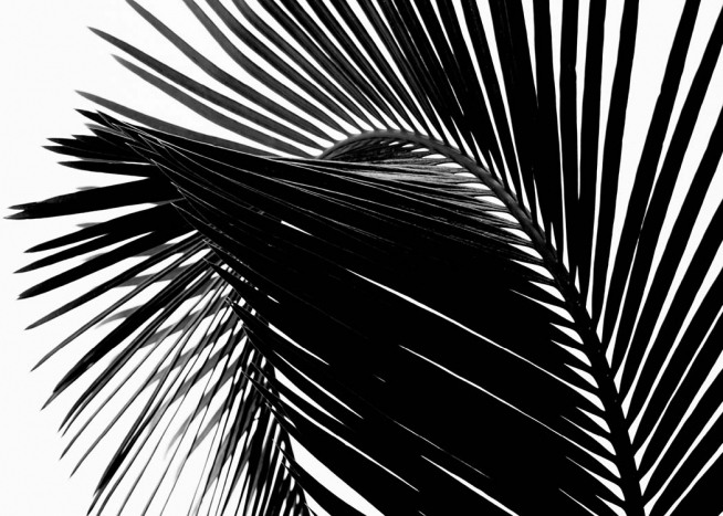 Black Palm Leaf One Poster / Fotokonst hos Desenio AB (3277)