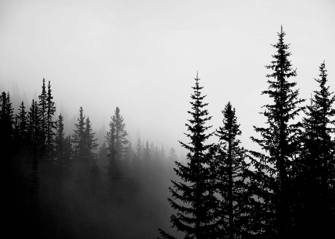 Foggy Tree Tops Poster