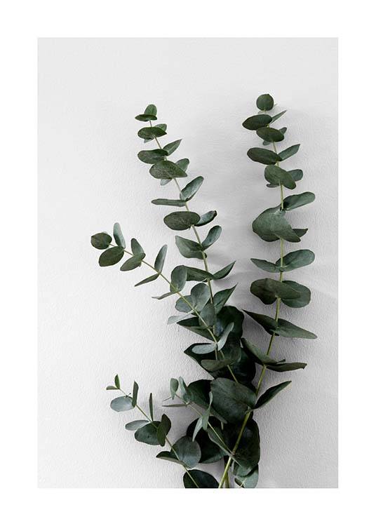  – Fotografi av ett fång eukalyptuskvistar med gröna blad mot en grå bakgrund
