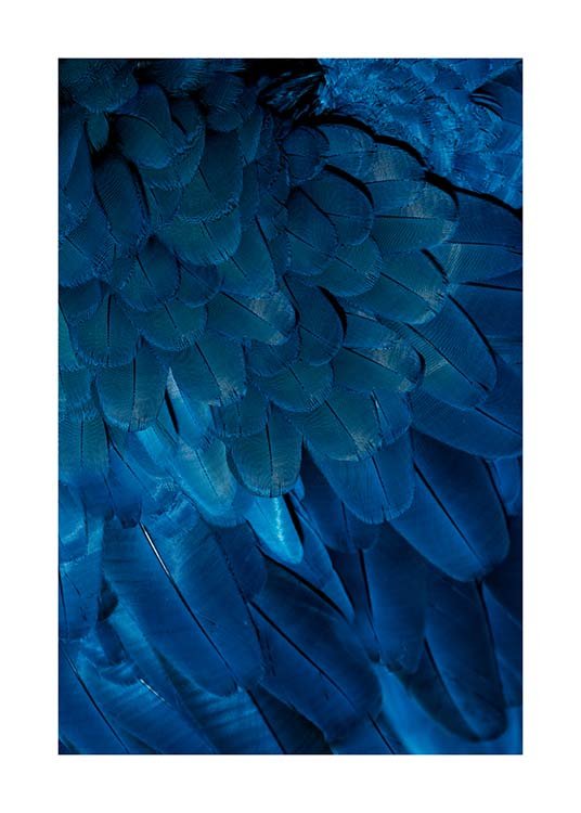 Deep Blue Feathers Poster / Fotokonst hos Desenio AB (3538)