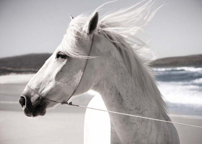 White Horse On Beach Poster / Fotokonst hos Desenio AB (3547)