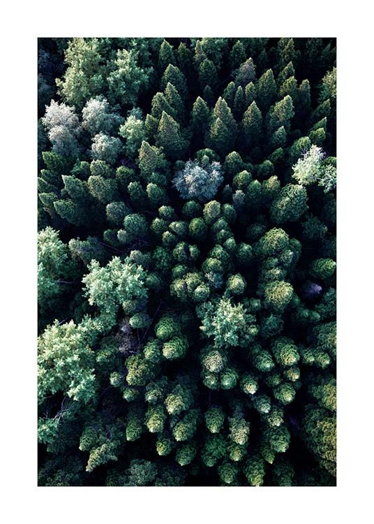 Forest Aerial Poster / Naturmotiv hos Desenio AB (3576)