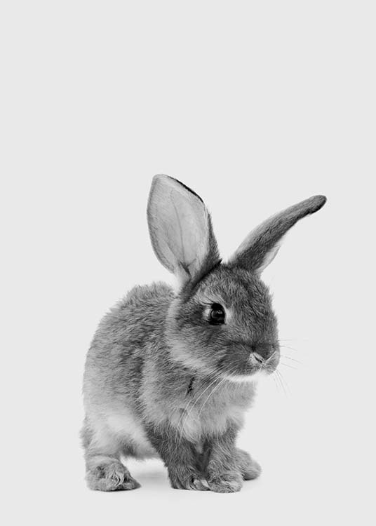 The Little Bunny Poster / Barntavlor hos Desenio AB (3636)