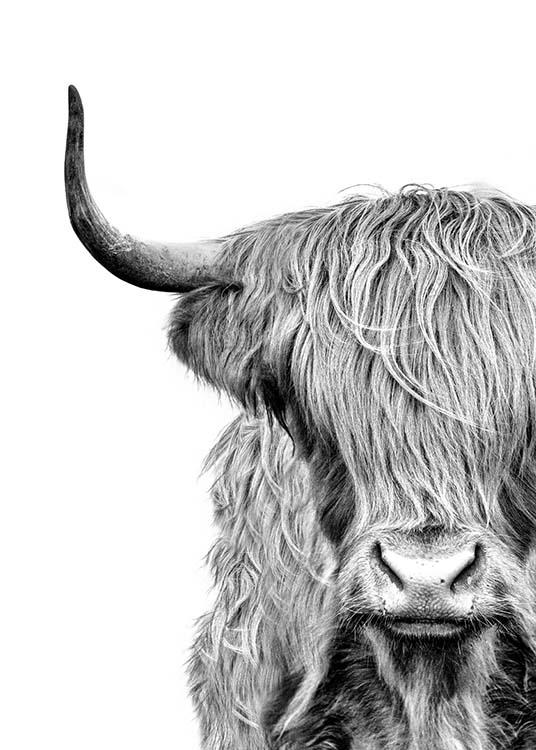  – Svartvitt fotografi av huvudet på en highland-ko med päls framför ögonen