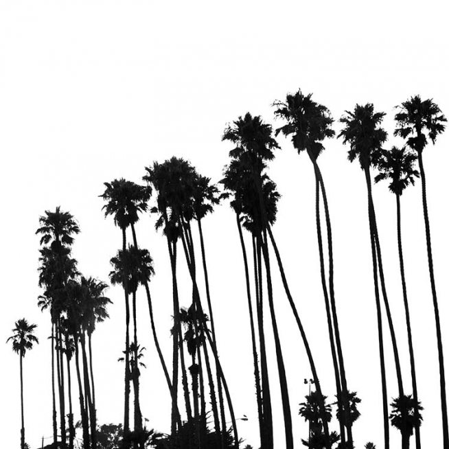 Venice Beach Palm Trees No1 Poster / Svartvita hos Desenio AB (3776)