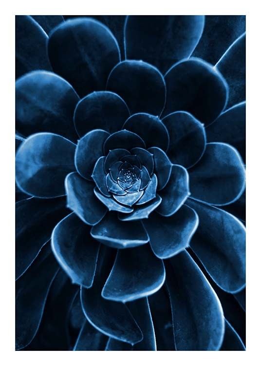  – Fotografi av en suckulent i mörkblått med fokus på bladen i mitten