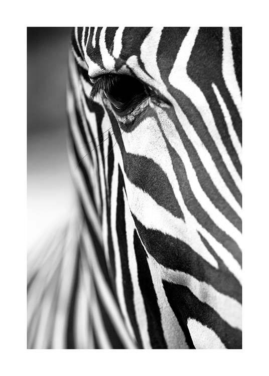 Zebra Close Up Poster / Svartvita hos Desenio AB (3855)