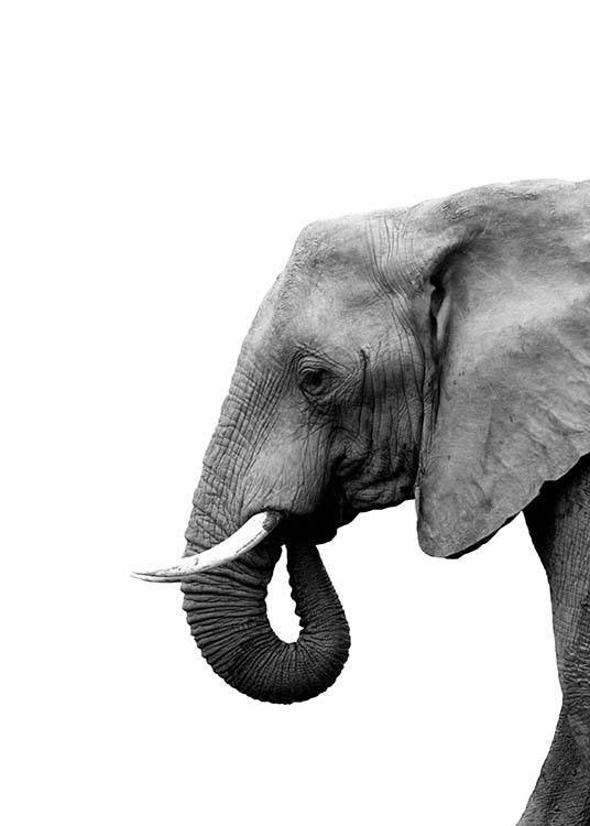 Elephant From Side Poster / Svartvita hos Desenio AB (3893)