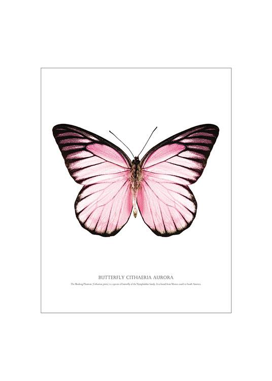 Butterfly Pink White Background Poster  / Texttavlor hos Desenio AB (7461)