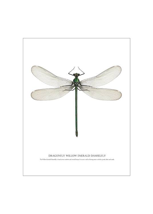 Dragonfly White Poster / Grafiskt hos Desenio AB (7503)